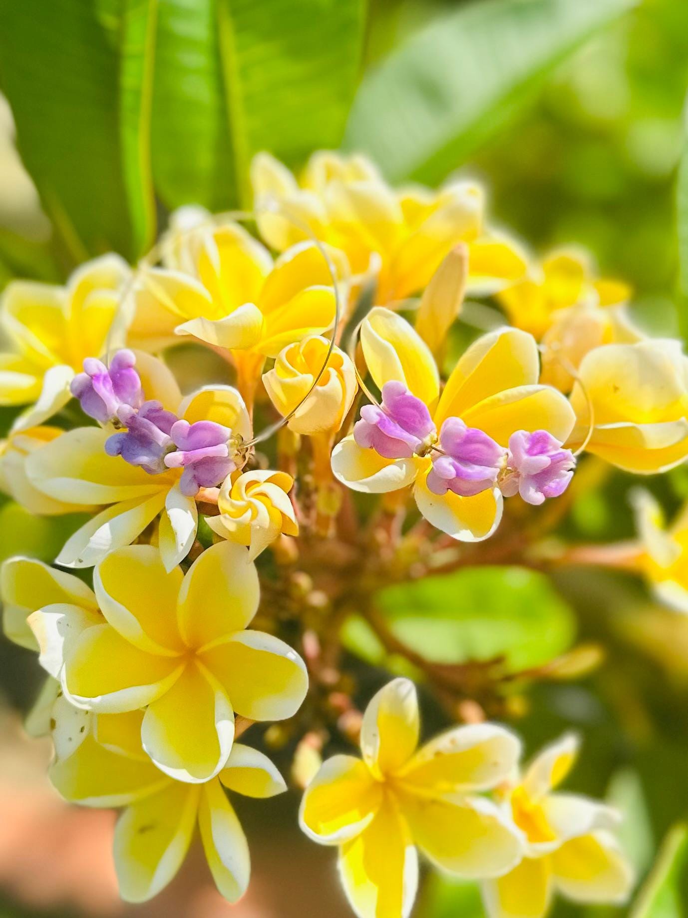 Hawaiian Flower Hoop Earrings – Handmade Hawaii Pua Jewelry
